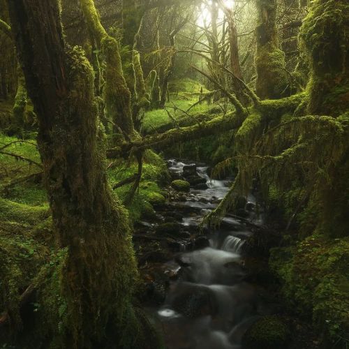 maureen2musings:Woodland realmenrico.fossati