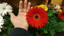 A giant Gerber daisy I found at the store the other day. I&rsquo;m glad i didn&rsquo;t buy it because we got that snowstorm the next day.