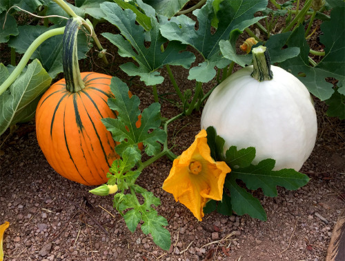 pumpkin-patch:Great morning in the pumpkin patch! Harvested Pyrolga and a Neon, both young (3 weeks)