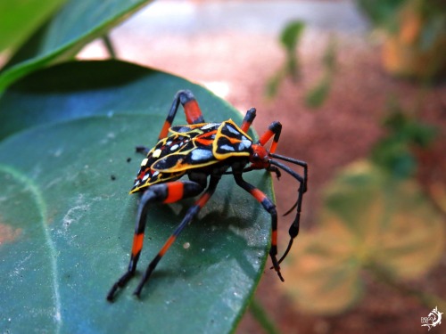 onenicebugperday:Leaf-footed bug nymphs in the genus PachylisFound throughout Mexico, Central Americ