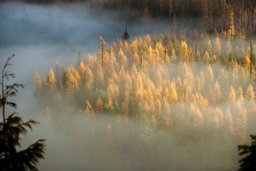 forrestmankins:larch forests