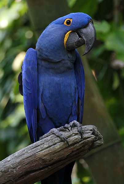 seraphica:The Hyacinth Macaw, Anodorhynchus hyacinthinus, is the largest of the macaws and the large