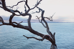 benzank:  Cycled down to Lady’s Bay and found the most unbelievable tree hanging over the water. Hanging on for dear life.