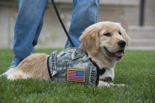 cutepuppyoftheday:  Today’s Cute Puppy