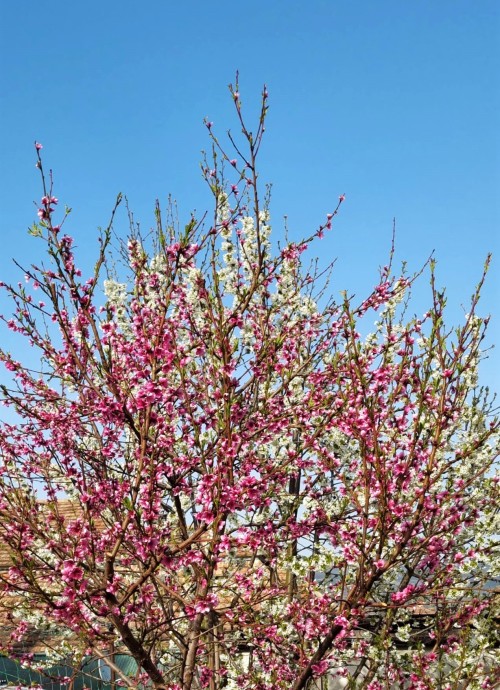 Blood peach and cherry blossoms blended together. There’s a bit of a slope between them, still, the 