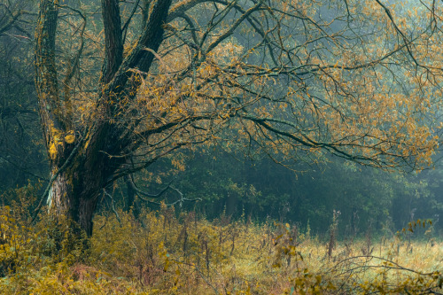 cmorga:Autumn is nigh, PolandJesień jest