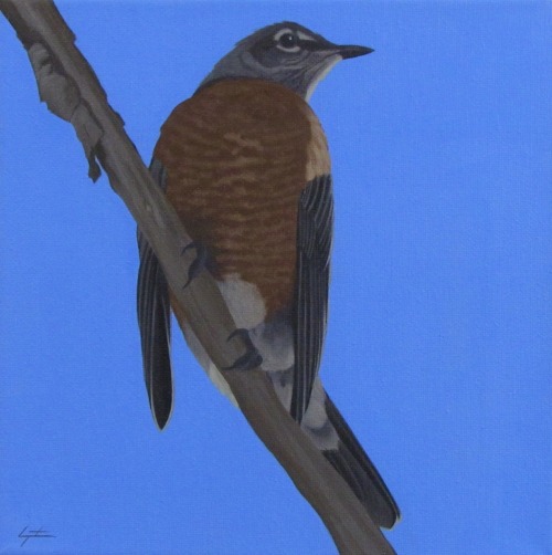 RobinAcrylic on canvas 8x8&quot;.Charles Morgenstern, 2021.American Robin, Crestone, Colorado.Artwor