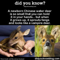 did-you-kno:  A newborn Chinese water deer