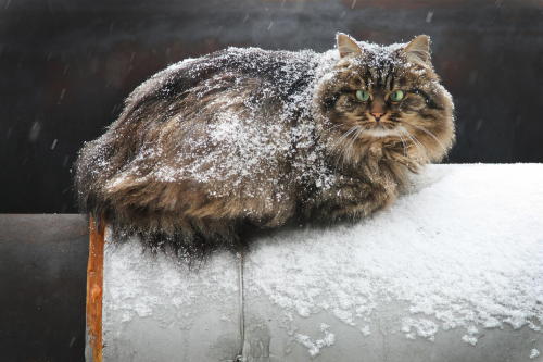 mel-cat:(via 500px / Snow cat by Alice N)