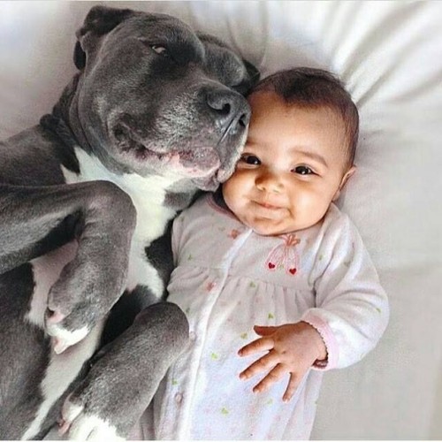 I Haven't Been Active As Much On Tumbler... So Here Have Some Pitbulls.