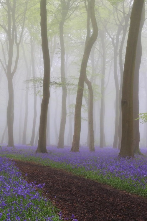 opticallyaroused:   Bluebell Heaven   Ceri Jones 