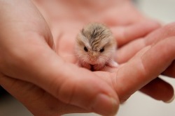 the-absolute-best-photography:  Hamsters