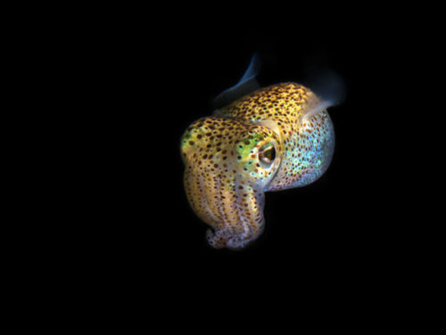 sharkhugger:  end0skeletal: Bobtail Squid (x) I know, I know, not sharks but still… AWWWWWW….!  XD