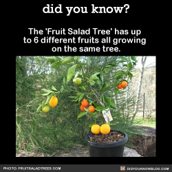 did-you-kno:  The ‘Fruit Salad Tree’ has up to 6 different fruits all growing on the same tree.   There are 4 types of Fruit Salad Trees that each bear a variety of either apples, nashis, citrus fruits, or stone fruits.Source