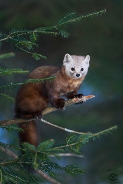 beautiful-wildlife:  Pine Marten by Megan