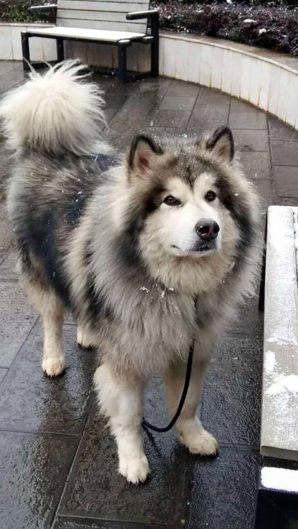 elder-fairy:such floof