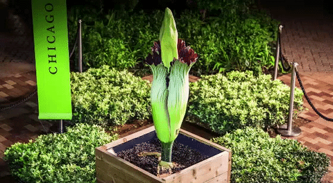 npr:climateadaptation:the-future-now:The New York Botanical Garden’s corpse flower may finally bloom