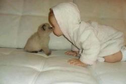 thebabyanimals:  beautiful blog full of baby