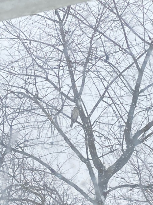 I Found A Hawk On The Tree In My Backyard When It Was Snowing.