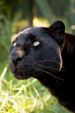 bigcatkingdom:  (via Black leopard, Khan | Flickr - Photo Sharing!) 