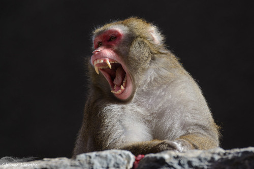 A Japanese Macaque (Macaca fuscata) yawning at Zoo de Granby, Quebecby Claudine Lamothe