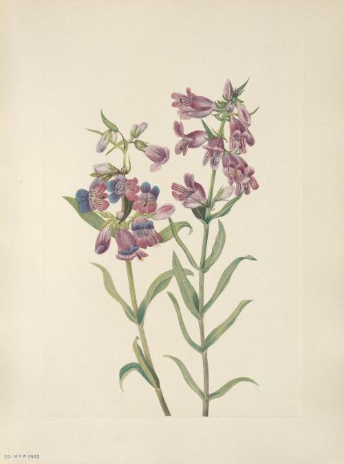 smithsonianlibraries:May 4-10 is National Wildflower Week! What better way to celebrate with some im