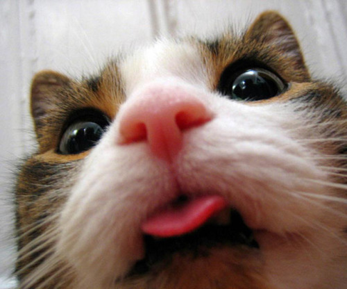 nyurt:  cat selfies  adult photos