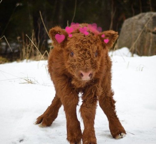 babyanimalgifs:Baby cows