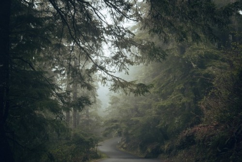 withoutroots:i fell in love among the trees: 27captured at the oregon coast