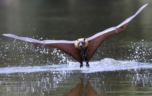 belsnickels: end0skeletal:  by Michael Cleary  @pukeykitten