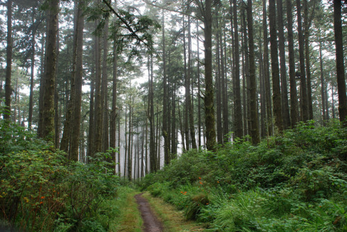 Douglas fir forest by Richard Price