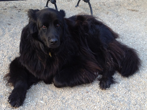 handsomedogs:  Zero degrees? Bring it on. Beautiful mixed breed (I think) at the Washington Square P
