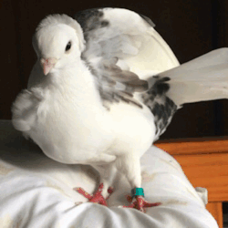 birbfriends:  tinysaurus-rex:  She is beauty &amp; She is grace  stick the leggy real far out 