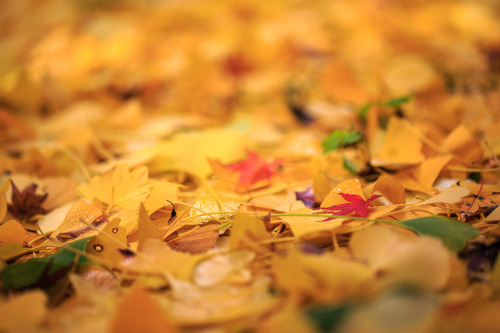 Colors of Autumn (Kôyô) 2015 at Nishiyama Konzoji, by Prado