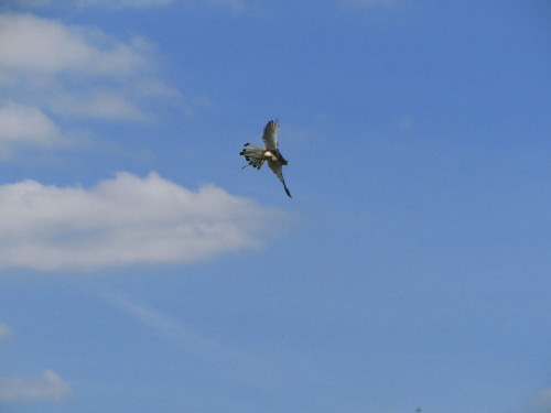 Not great photos, but this is Treacle the male common kestrel catching bits of meat in mid air to en
