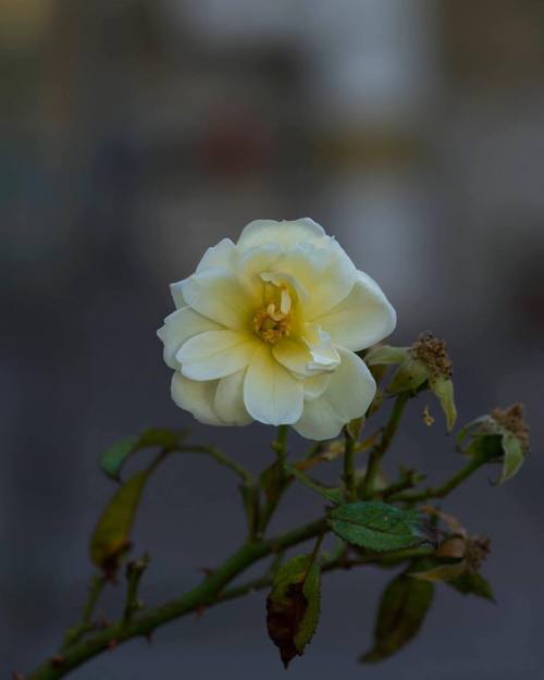 Lonely rose #yellow #rose #pretty #flowers #flower #flowerpower #flowerporn #flowerphotography #gr8f