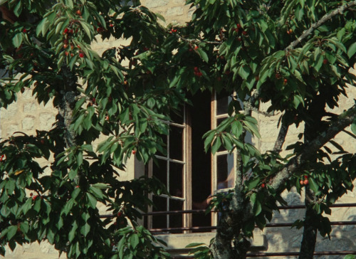 dhallorum: Le genou de Claire - Eric Rohmer - 1970