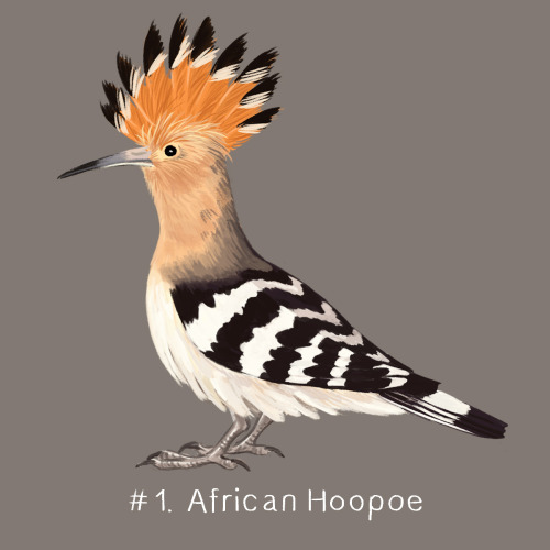 100 Weird Birds: Day 1My first weird bird of my 100 Weird Birds project is the African Hoopoe. The H