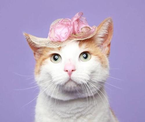 ainawgsd:Cats in Easter BonnetsHere are some old (but important) pics of my cat wearing a bonnet