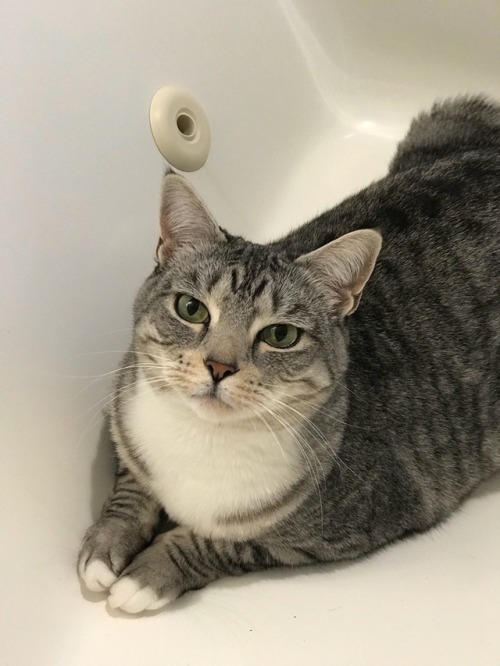 rowan2006: Anyone know why my cat likes to lounge in the TUB???