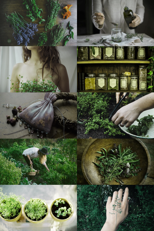 skcgsra:  herbalist aesthetic (requested) more here // request here 