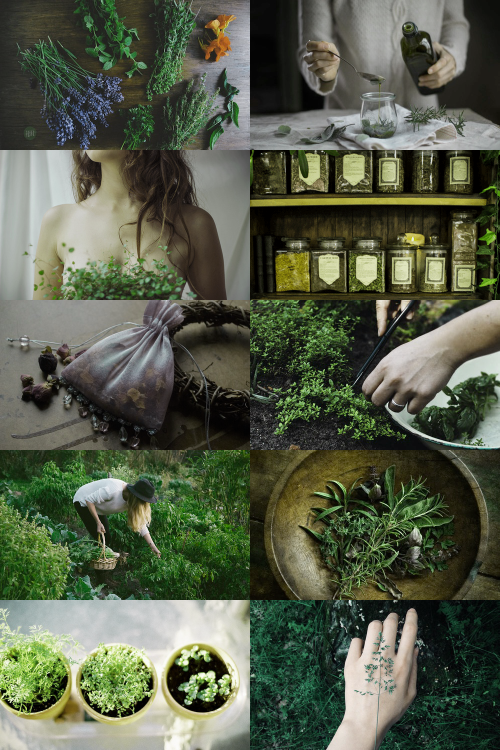 XXX skcgsra:  herbalist aesthetic (requested) photo