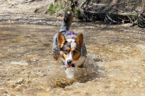 emmathebean:teslacardi:  Yesterday miss emmathebean and I went hiking and swimming at a nature preserve.  We got super muddy and were able to clean off in the creeks!  Super thankful that emma’s mom took pictures of me!  Hope we can do it again but