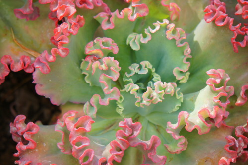 XXX flora-file: Echeveria ‘Lace’ (by flora-file) photo