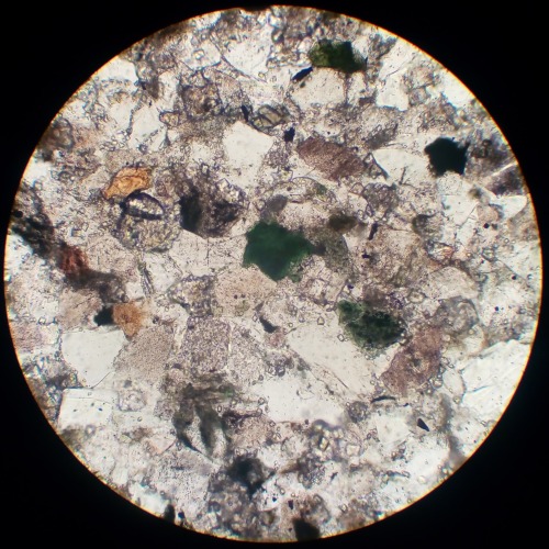 GlauconiteThe green pellets in this sandstone, seen in thin section where each grain is millimeter s