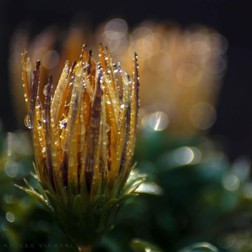 Have a nice day Gazania #flower #flowerphotography #flowers_super_pics #flower_perfection #flower_b