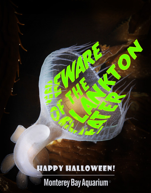 montereybayaquarium:Share a Halloween e-card with your friends! Meet our spooky stars, from gob