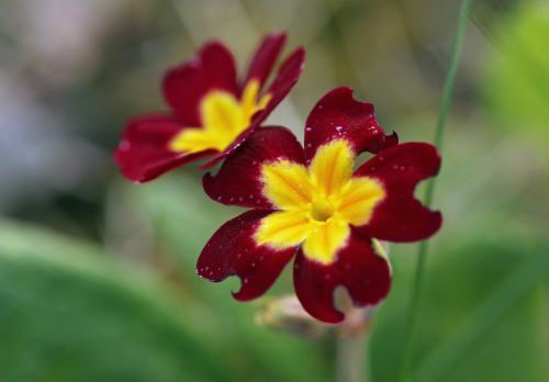 primula