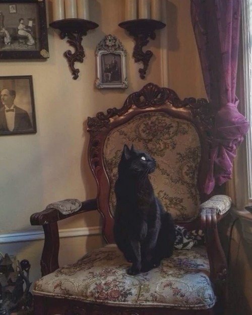 🐈‍⬛🔮