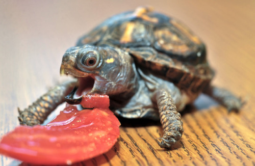end0skeletal:This has been a baby turtle (and tortoise) post.(Sources: 1 2 3 4 5 6 7 8 9 10)Bonus: